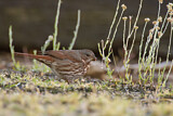 Image. Schieferammer ssp. altivagans