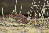 Image. Schieferammer ssp. altivagans