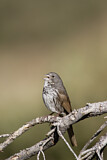 Image. Schieferammer ssp. canescens