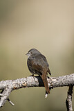 Image. Schieferammer ssp. canescens