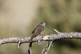 Image. Schieferammer ssp. canescens