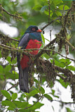 Image. Schieferschwanztrogon