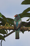 Image. Schieferschwanztrogon