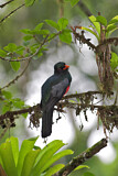 Image. Schieferschwanztrogon