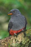 Image. Schieferschwanztrogon