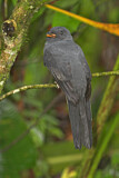 Image. Schieferschwanztrogon