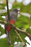 Image. Schieferschwanztrogon