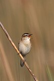 Image. Schilfrohrsänger