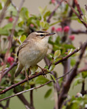 Image. Schilfrohrsänger