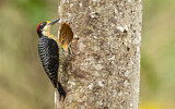 Image. Schläfenfleckspecht