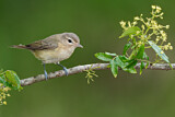 Image. Schlichtvireo
