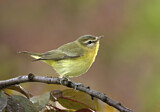 Image. Schlichtvireo
