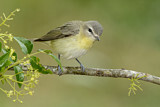 Image. Schlichtvireo