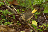 Image. Schmätzerwaldsänger