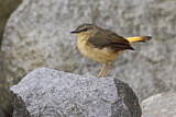Image. Schmätzerwaldsänger