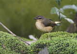 Image. Schmätzerwaldsänger