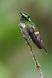 Image. Schmetterlingselfe