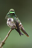 Image. Schmetterlingselfe