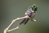 Image. Schmetterlingselfe