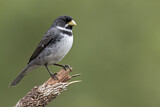 Image. Schmuckpfäffchen