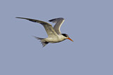 Image. Schmuckseeschwalbe