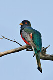 Image. Schmucktrogon