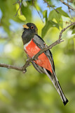 Image. Schmucktrogon