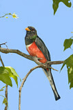 Image. Schmucktrogon