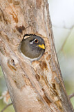 Image. Schmucktrogon