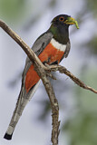 Image. Schmucktrogon