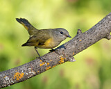 Image. Schnäpperwaldsänger