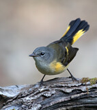 Image. Schnäpperwaldsänger