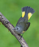 Image. Schnäpperwaldsänger