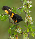 Image. Schnäpperwaldsänger