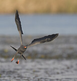 Image. Schneckenweih