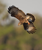 Image. Schneckenweih