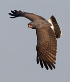 Image. Schneckenweih