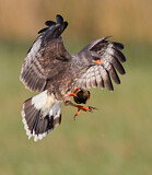 Image. Schneckenweih