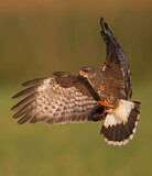 Image. Schneckenweih