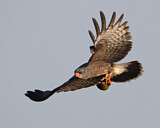 Image. Schneckenweih