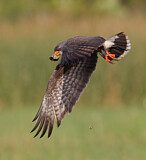 Image. Schneckenweih