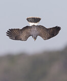 Image. Schneckenweih