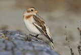 Image. Schneeammer