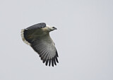 Image. Schneebussard