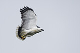 Image. Schneebussard