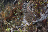Image. Schneegebirgswachtel
