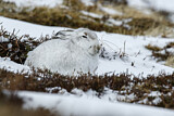 Image. Schneehase