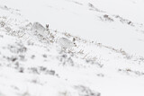 Image. Schneehase