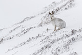 Image. Schneehase