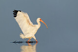 Image. Schneesichler